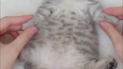 Spa Time for Cute Kitten