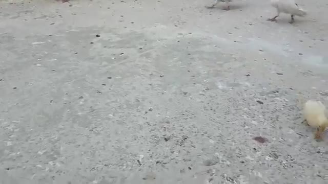 اقوى خناقه فين الحمامه و الدجاجه ضحك لا ينتهى