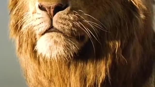 Lion Attitude...