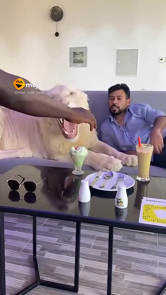 Awesome lion's of Dubai Prince