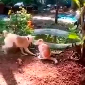 Эти забавные животные 2021 | Лучшие приколы с животными 2021