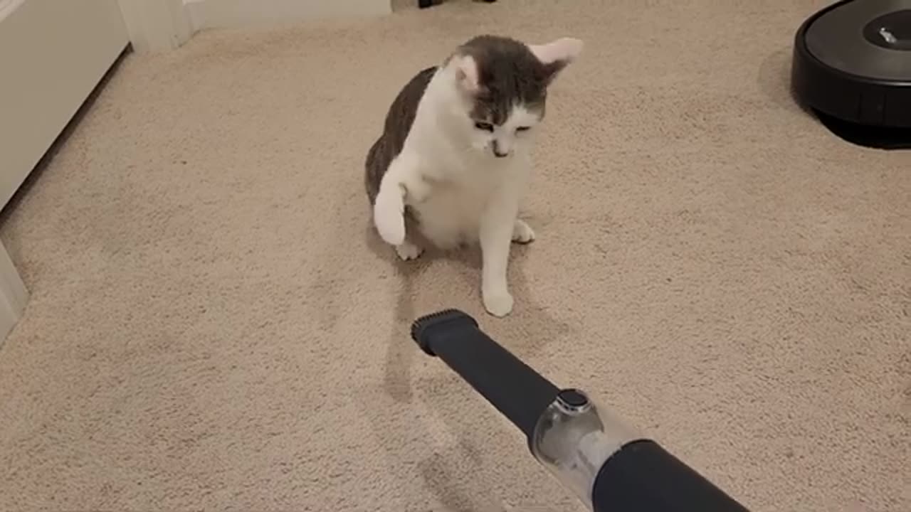 Cat Fights Vacuum