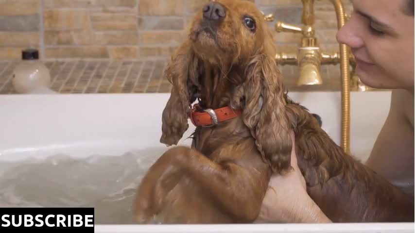 Funny dog swims in a bath with owner