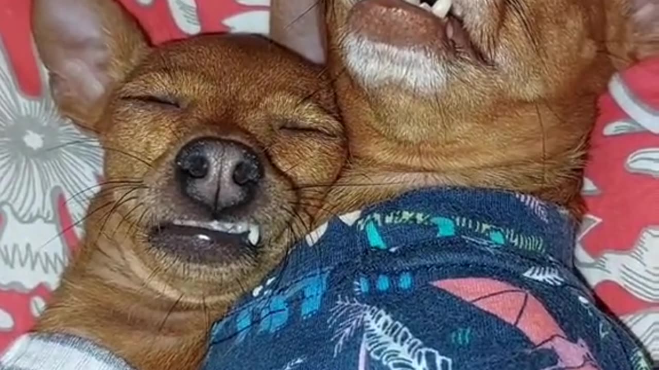 Sliping dog