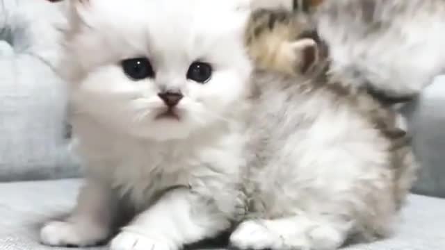 Funny and Cute Cats Videos #140 │ Gadis Sekarwangi