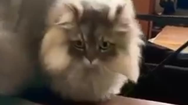 Funniest Cat Videos That Will Make You Laugh - Funny Cats and Dogs Videos