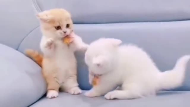 Kittens are so cute when they fight