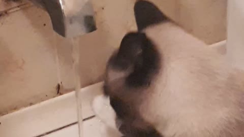 Cat drinks water like a human