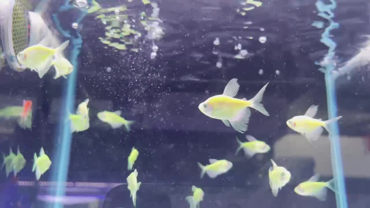 The scales of small goldfish are orange