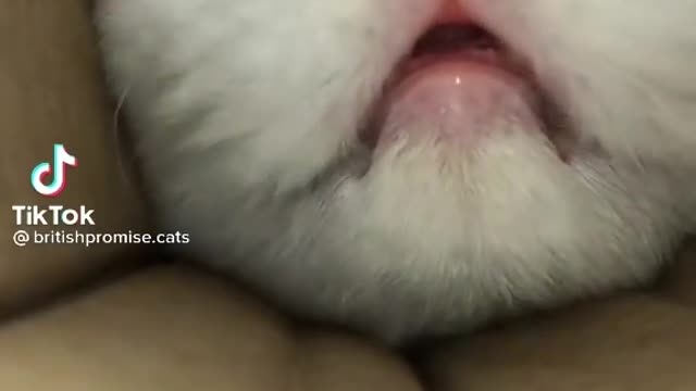 funny cat44