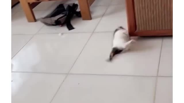 Cat Cute 9