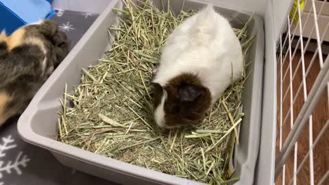 Bringing your Guinea Pigs Home for the First Time || What to Expect || Tricks to Help.