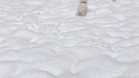 White dog running around in snow
