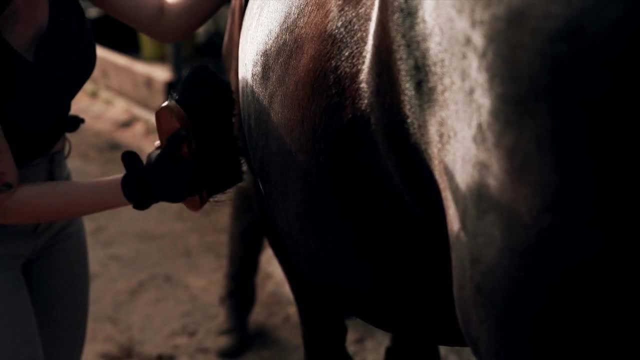 Girl grooming a horse in the stall