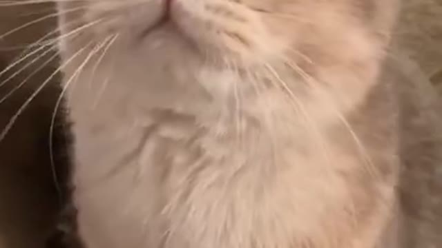 Amazing Cute Funny Cat