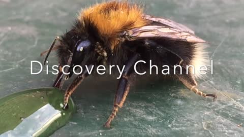 Insect drinking