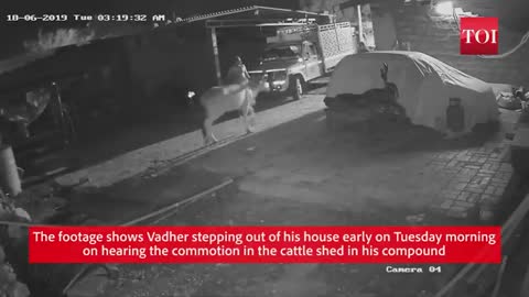 Gujarat Sarpanch saves calf by attacking lion with a stick