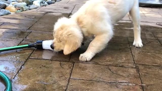 Get a dog