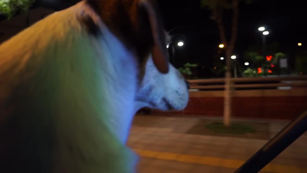 Animal Hope