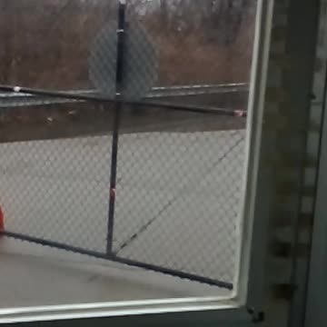 My sister's nightmare. Birds