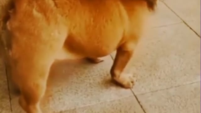 Funny Dog video