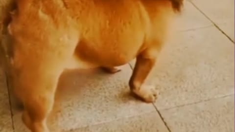 Funny Dog video