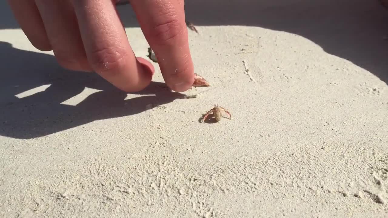 Hermit Crab House Hunters