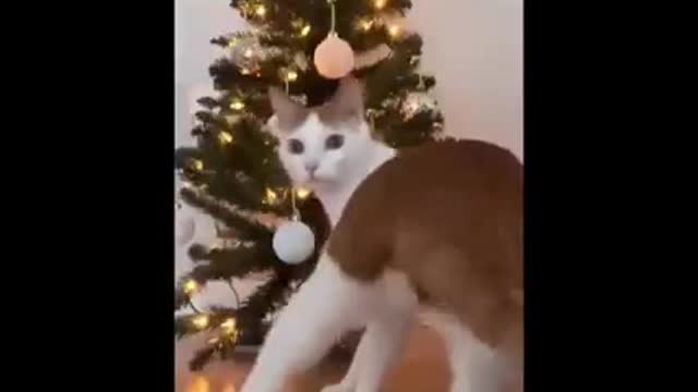 Funny CatsAndDogsVideosFunniestAnimalVideos