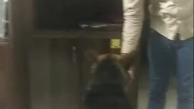 Dogs video funny dog video-cute video-sweet dog video