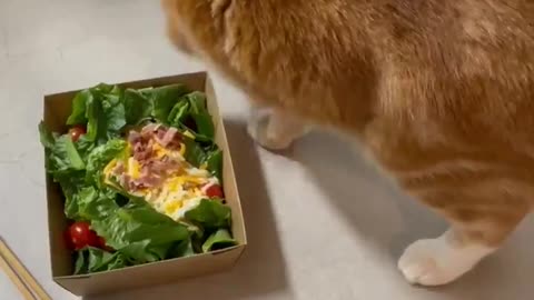 Cats hate vegetables
