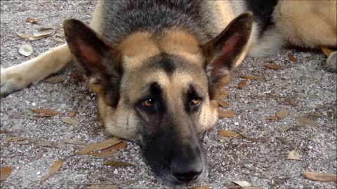 A German Shepherd dog looks sadly in the camera