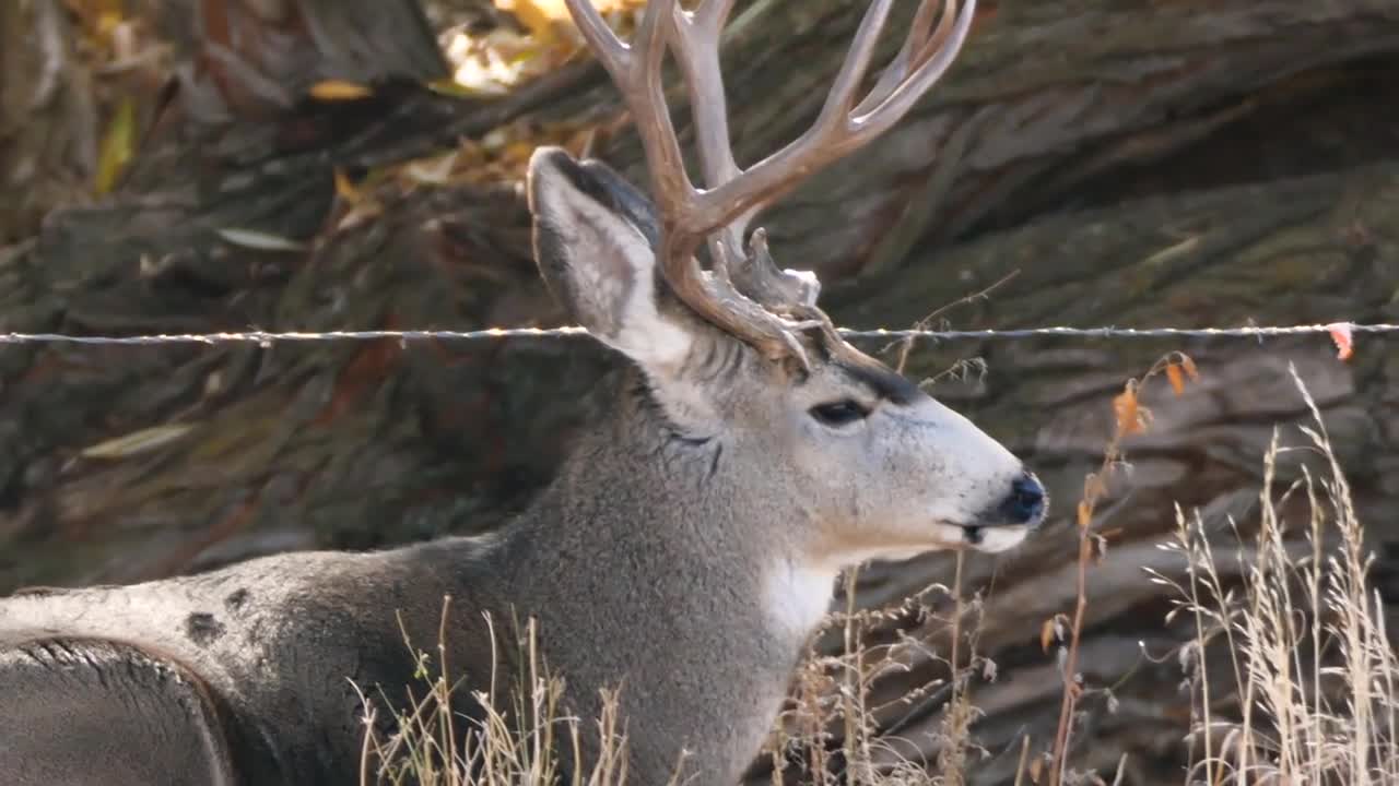 Slow Motion Of Big Mule Deer Buck With Antlers In A Field Eating Grass