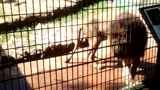 Old lion Cascavel Zoo Brazil