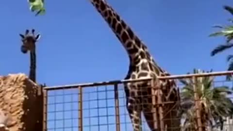 Children don't feed the giraffe!