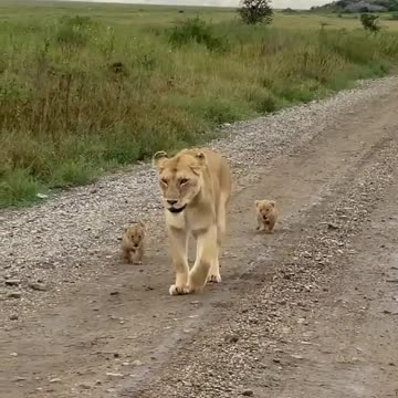 lioness cubs accompanying mother