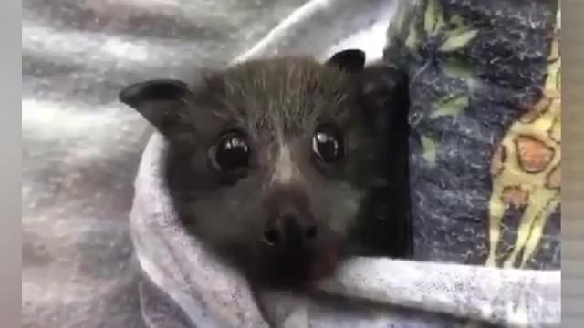 I think it's a bat ?? What do you think?