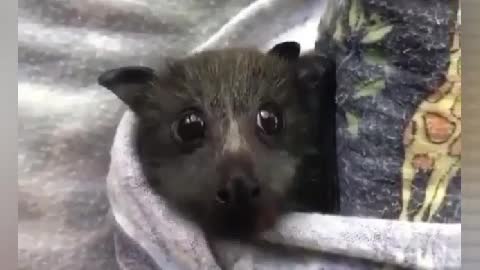 I think it's a bat ?? What do you think?