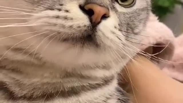 Cute Cat and Funny 😹 Try Not To Laugh