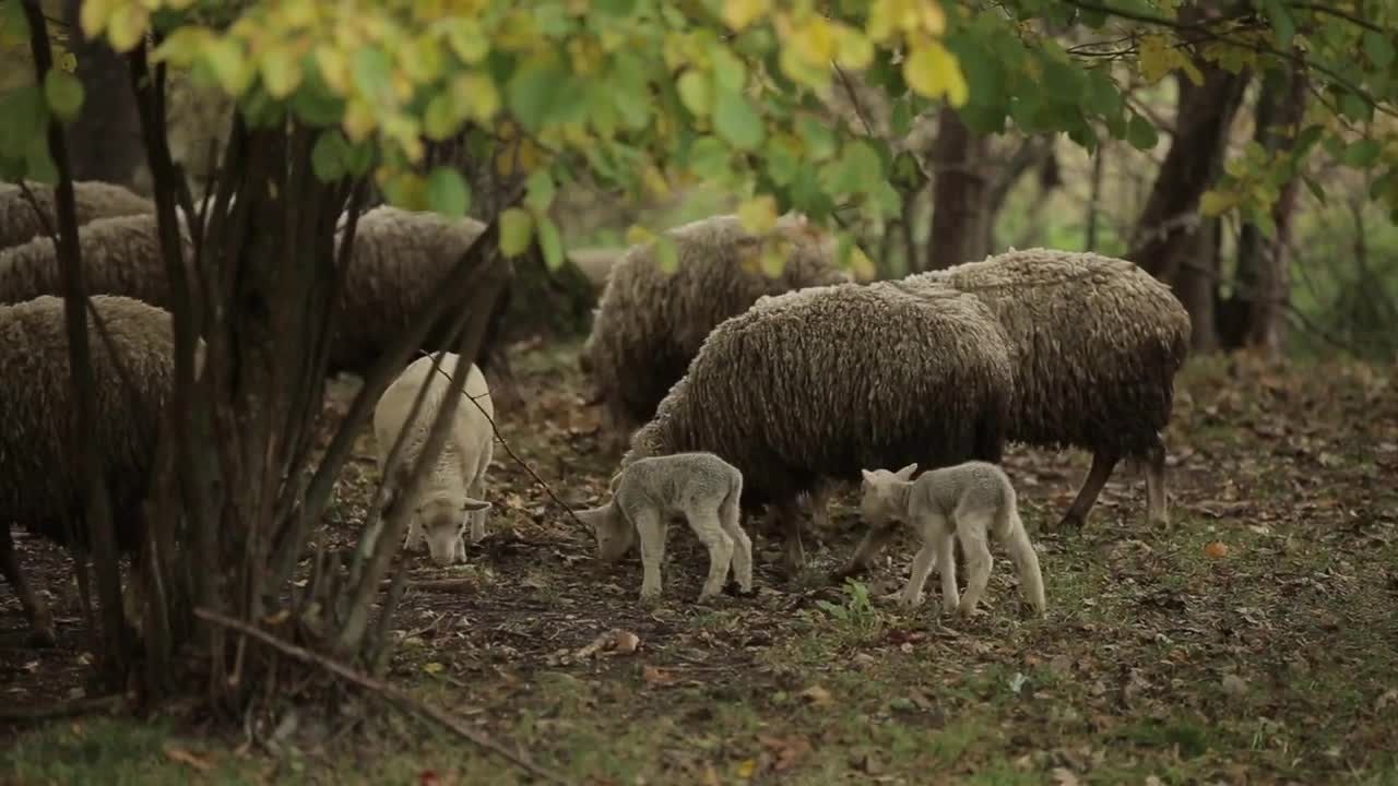 A flock of sheep with little lambs eating grass among the trees on the farm. Side view. Close-up