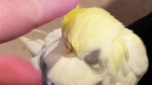Petting and massaging the cocktail bird in a beautiful way in the early morning
