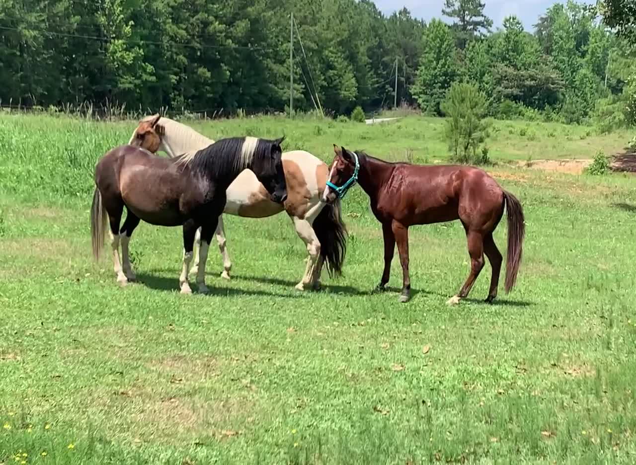 Mares welcome colt back home. Mares rule