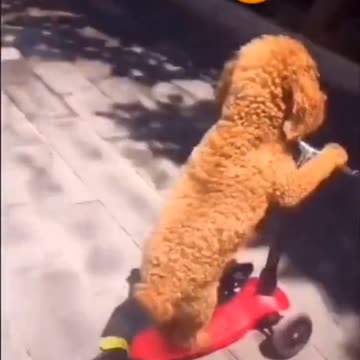 Fanny Dogs New Funny video2021