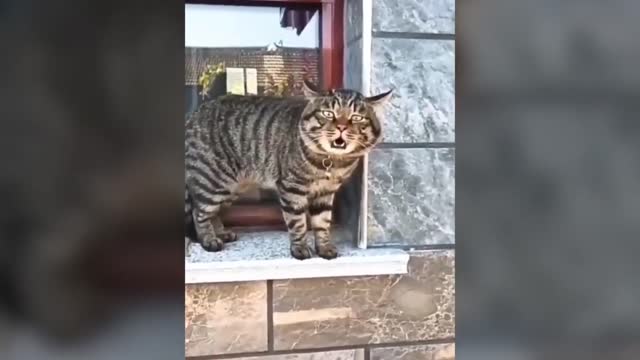 funny pet video