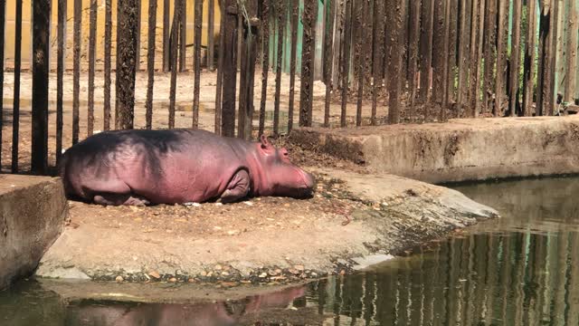 young Hippo taking Sunbath