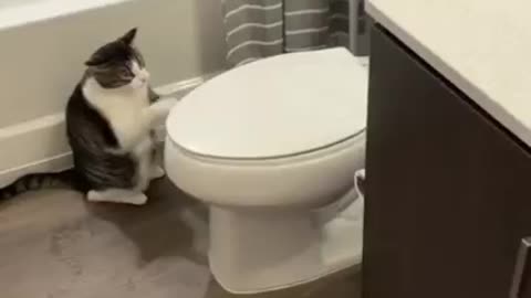 Funny cats 🐈 Don't try to hold back Laughter 😸 Just look Funny Cats Life🤪