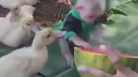 Little boy duck lover