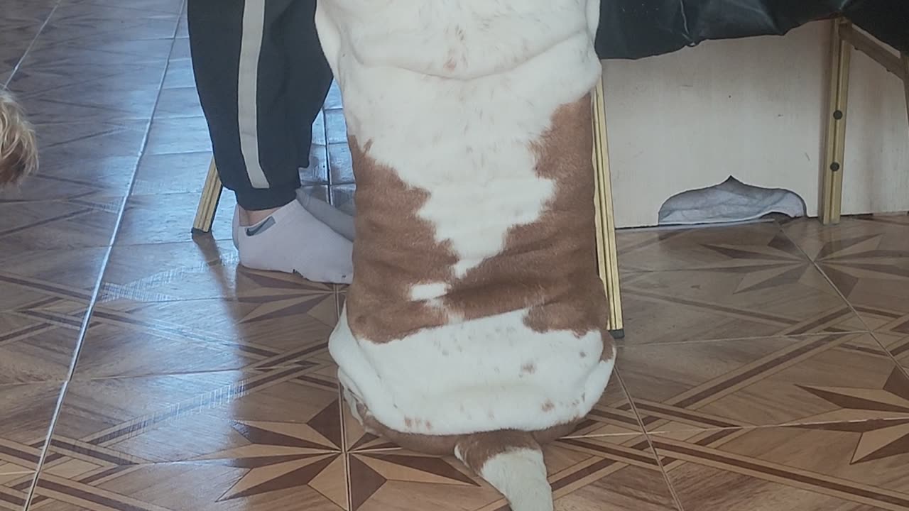 Basset Hound Becomes Perfect Rectangle