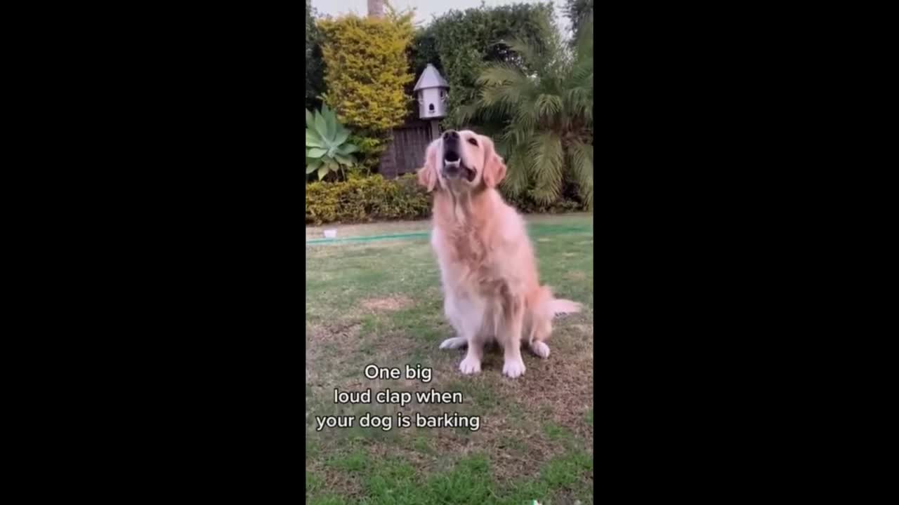 Funny Pets on Tiktok