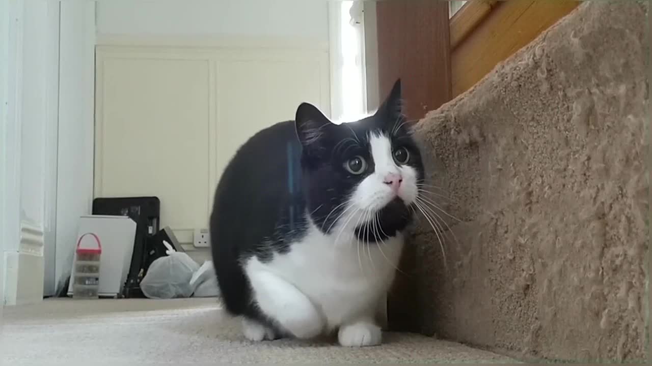 Funny & Cute Cat Compilation Video