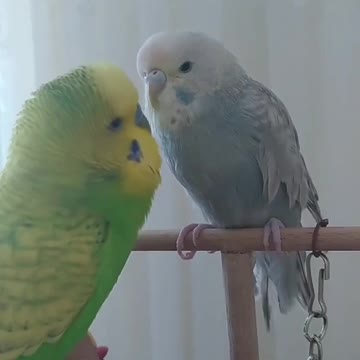 Male lovebird caressing female and trying to get close to her, awesome